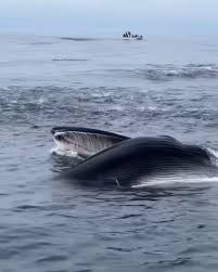 Image result for Balaenoptera physalus