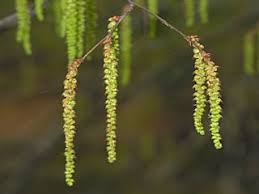 Attēlu rezultāti vaicājumam “Carpinus caroliniana female flower”