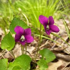 Attēlu rezultāti vaicājumam “Viola sororia”