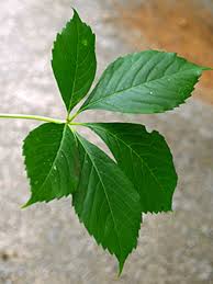Attēlu rezultāti vaicājumam “Parthenocissus quinquefolia leaf”