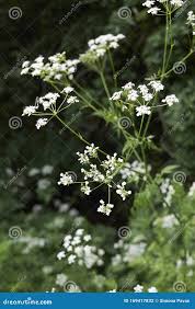 Image result for Myrrhis odorata