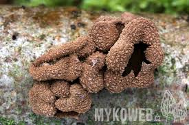 Attēlu rezultāti vaicājumam “Encoelia furfuracea”