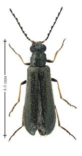 Attēlu rezultāti vaicājumam “Dasytidae”