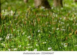 Attēlu rezultāti vaicājumam “Carex pilosa flower”