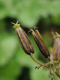 Attēlu rezultāti vaicājumam “Chaerophyllum aromaticum fruit”