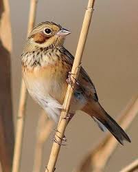 Image result for Emberiza fucata