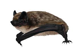 Attēlu rezultāti vaicājumam “Vespertilio murinus”