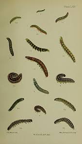 Attēlu rezultāti vaicājumam “Tholera decimalis male”