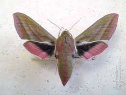 Attēlu rezultāti vaicājumam “Deilephila elpenor imago”