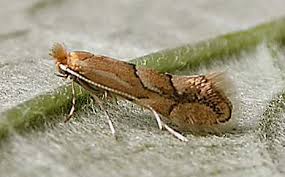 Attēlu rezultāti vaicājumam “Phyllonorycter sp.”