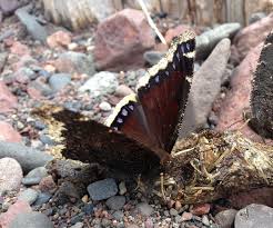 Attēlu rezultāti vaicājumam “Nymphalis antiopa”