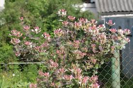 Attēlu rezultāti vaicājumam “Lonicera caprifolium”