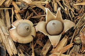 Attēlu rezultāti vaicājumam “Geastrum fimbriatum”