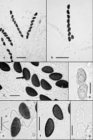 Attēlu rezultāti vaicājumam “Hypoxylon vogesiacum”