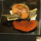 Pycnoporus coccineus (Fr.) Bondartsev &amp; Singer 1941 - via Daymix
