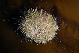 Image result for Strongylocentrotus droebachiensis