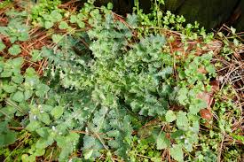 Attēlu rezultāti vaicājumam “Sonchus arvensis subsp. uliginosus leaf”