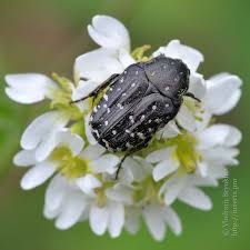 Attēlu rezultāti vaicājumam “Oxythyrea funesta imago”