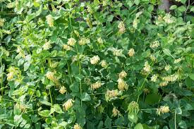 Attēlu rezultāti vaicājumam “Vicia pisiformis”