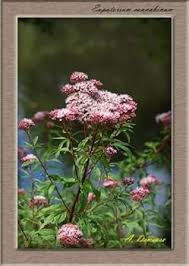 Attēlu rezultāti vaicājumam “Eupatorium cannabinum flower”
