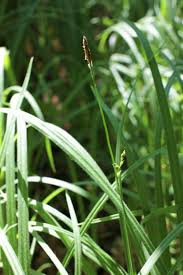 Attēlu rezultāti vaicājumam “Carex pilosa leaf”