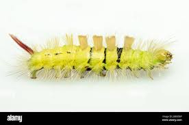 Attēlu rezultāti vaicājumam “Calliteara pudibunda”