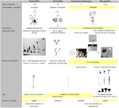 Attēlu rezultāti vaicājumam “Cribraria vulgaris spores”