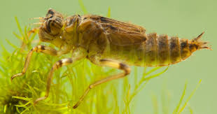 Attēlu rezultāti vaicājumam “Orthetrum cancellatum”