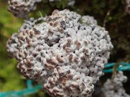 Attēlu rezultāti vaicājumam “Fuligo gyrosa macro”