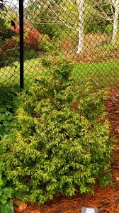 Attēlu rezultāti vaicājumam “Thuja plicata”