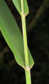 Attēlu rezultāti vaicājumam “Phalaroides arundinacea leaf”