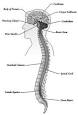 Nervous System: Degenerative, Extrapyramidal and Hereditary ...