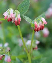 Attēlu rezultāti vaicājumam “Symphytum grandiflorum flower”