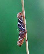 Attēlu rezultāti vaicājumam “Phymatopus hecta”