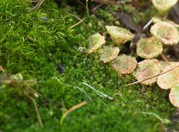 Attēlu rezultāti vaicājumam “Lophozia excisa”