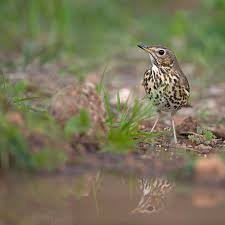 Attēlu rezultāti vaicājumam “Turdus philomelos”