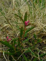 Attēlu rezultāti vaicājumam “Andromeda polifolia fruit”