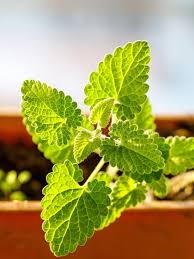 Attēlu rezultāti vaicājumam “Melissa officinalis leaf”