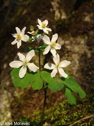 Attēlu rezultāti vaicājumam “Isopyrum thalictroides flower”