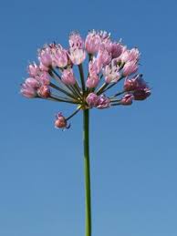 Attēlu rezultāti vaicājumam “Cnidium dubium”