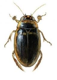 Attēlu rezultāti vaicājumam “Hydaticus transversalis”