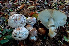 Attēlu rezultāti vaicājumam “Macrolepiota rhacodes var. bohemica”