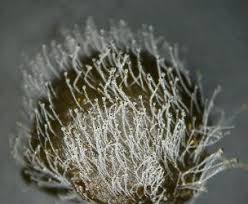 Attēlu rezultāti vaicājumam “Pilobolus crystallinus”