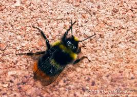 Attēlu rezultāti vaicājumam “Bombus lapidarius”