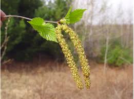 Attēlu rezultāti vaicājumam “Betula papyrifera leaf”