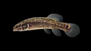 Attēlu rezultāti vaicājumam “Licea pygmaea”