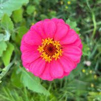 Image result for Zinnia violacea