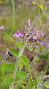 Attēlu rezultāti vaicājumam “Clinopodium vulgare leaf”