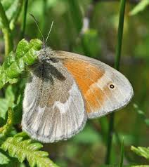 Attēlu rezultāti vaicājumam “Coenonympha tullia”