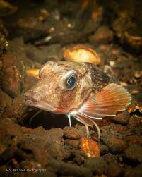 Image result for Chelidonichthys cuculus